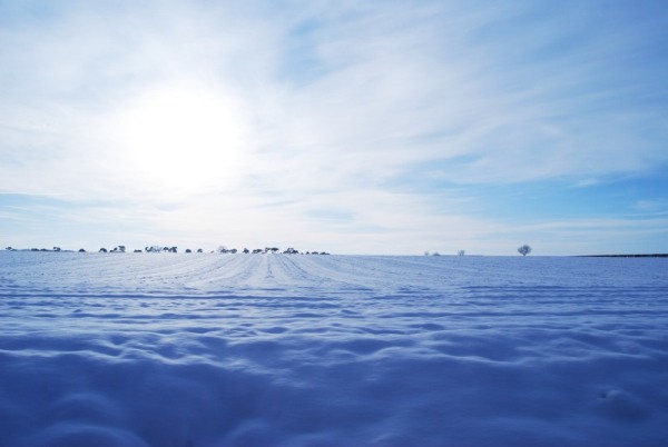 snowy
